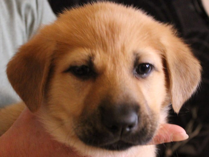 chinook puppy